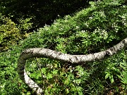 31 Scendendo da Cima di Muschiada traccia-sentierino fiorito di Dentaria minore (Cardamine bulbifera)